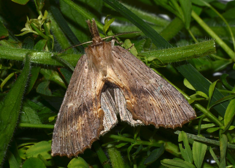 Pterostoma palpina Notodontidae